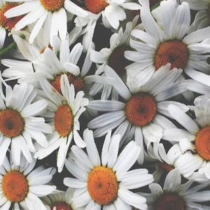 Meet your Posher, Delta